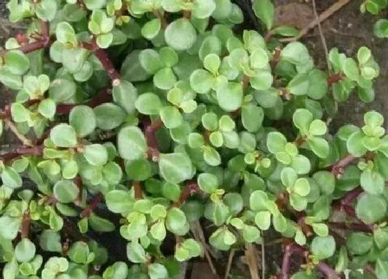 植物常识问题|马齿苋一年四季都可以种植吗 马齿苋什么时候种植最好