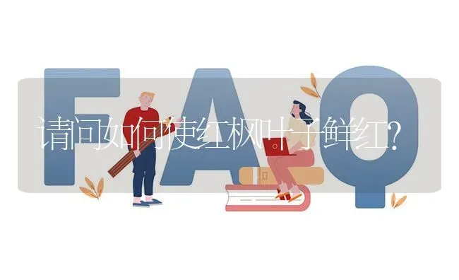 请问如何使红枫叶子鲜红? | 养殖问题解答