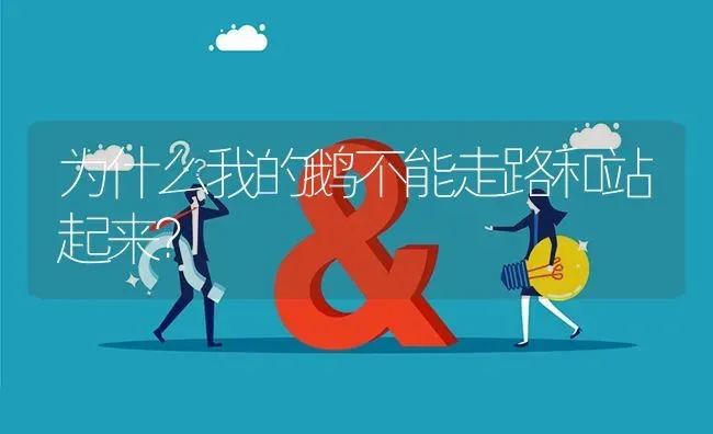 为什么我的鹅不能走路和站起来? | 养殖问题解答