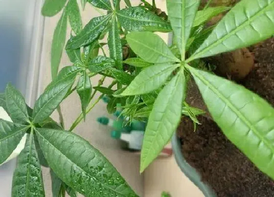 植物常识问题|发财树盆栽怎么养长得好