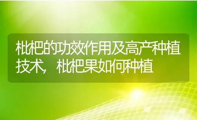 枇杷的功效作用及高产种植技术,枇杷果如何种植 | 养殖常见问题