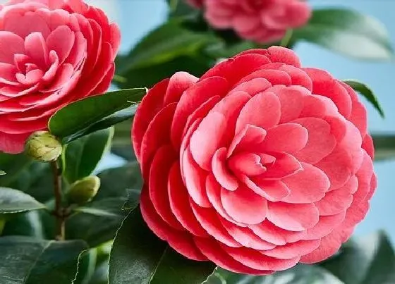 植物常识问题|四季茶花叶子干枯是什么原因（茶花叶子干尖枯枝问题处理）