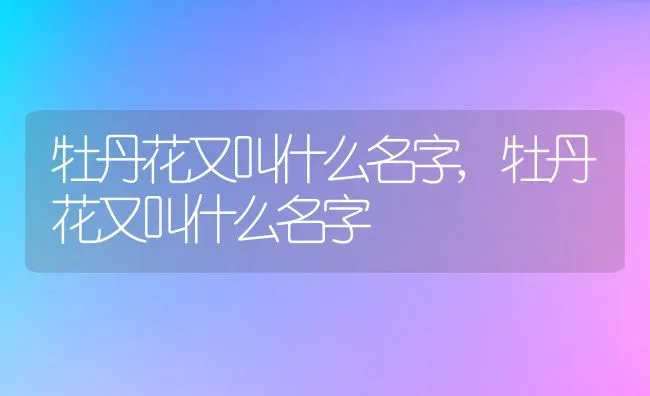 牡丹花又叫什么名字,牡丹花又叫什么名字 | 养殖常见问题