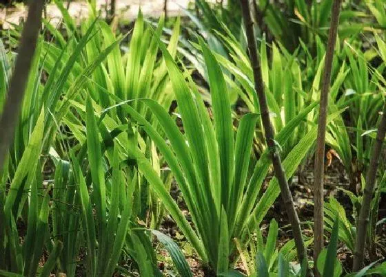 植物常识问题|鸢尾花种植方法和时间 鸢尾盆栽养殖注意事项