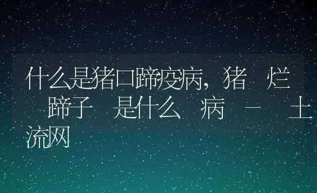 什么是猪口蹄疫病,猪 烂 蹄子 是什么 病 - 土流网 | 养殖常见问题
