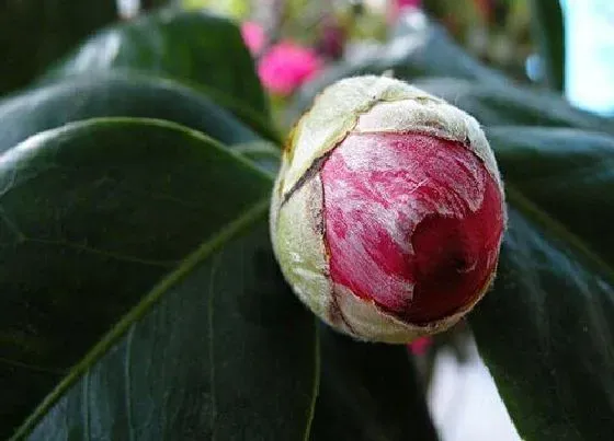 植物常识问题|茶花出现落蕾花苞干枯该怎么解决