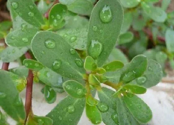 植物常识问题|马齿苋长什么样子图片 马齿苋有几个品种介绍