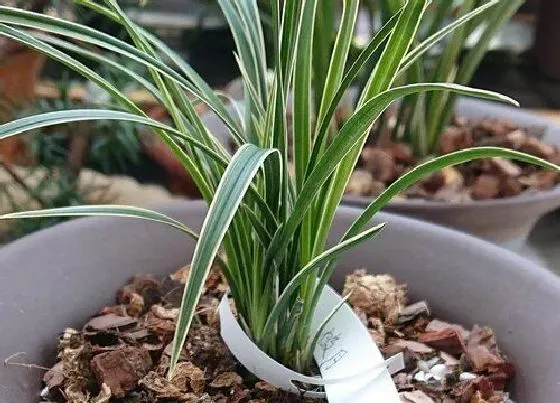 植物常识问题|兰花怎么养护避免病害