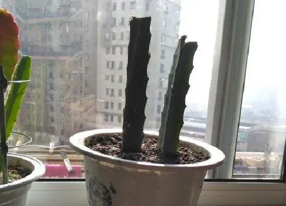植物常识问题|火龙果嫁接的猴尾有哪些技巧