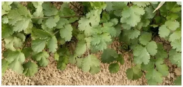 香菜栽培与种植技术温度多少合适 | 农业常识