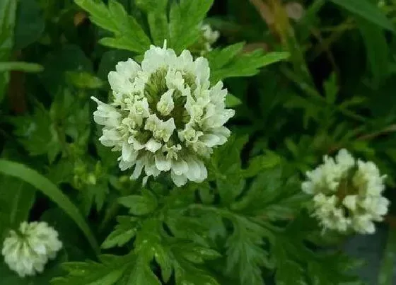 植物常识问题|美国大杏仁和巴旦木的区别