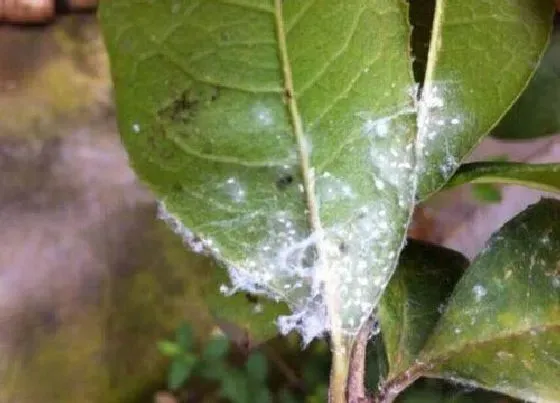 植物常识问题|植物感染白粉虱以后该怎么解决处理