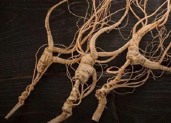 植物常识问题|人参是热性还是凉性