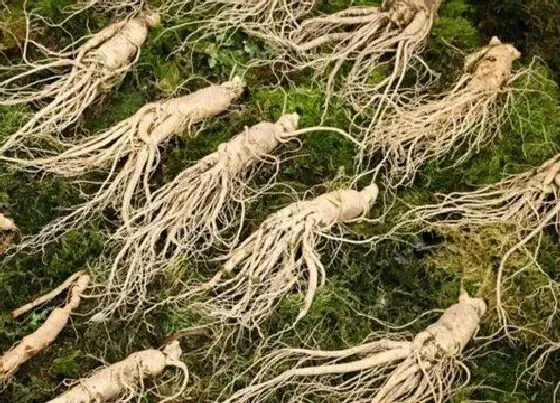植物常识问题|人参是热性还是凉性