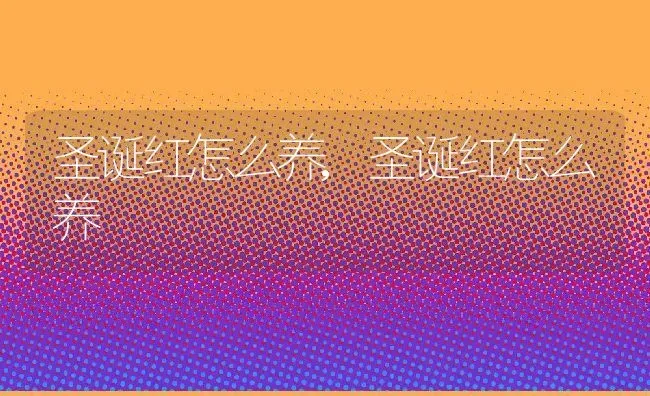 圣诞红怎么养,圣诞红怎么养 | 养殖常见问题