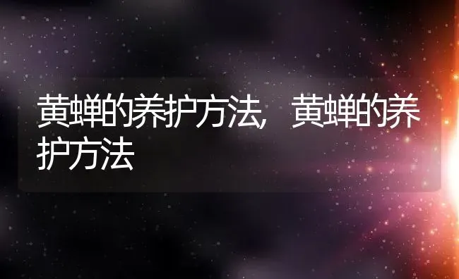 黄蝉的养护方法,黄蝉的养护方法 | 养殖常见问题