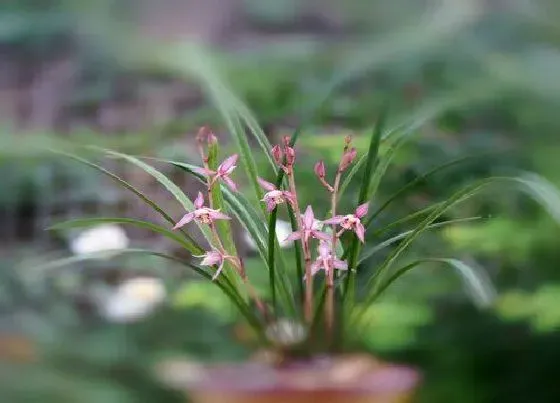 植物常识问题|如何判断兰花植料保湿情况