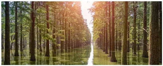 水杉是什么植物 | 农业答疑