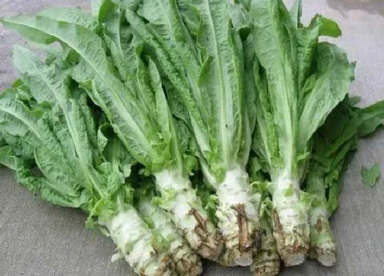 植物常识问题|莴笋和油麦菜的区别