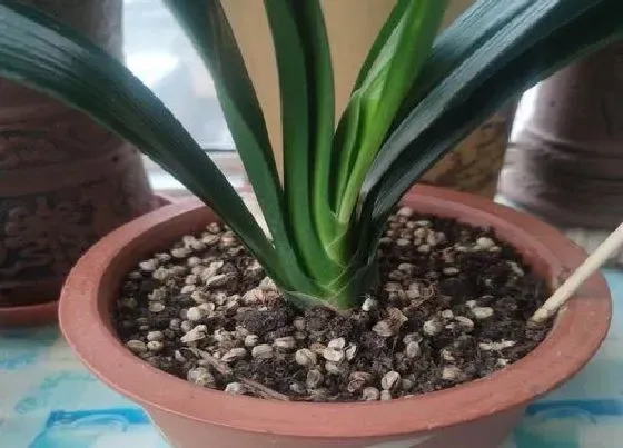 植物常识问题|君子兰怎么养护叶片油绿清晰