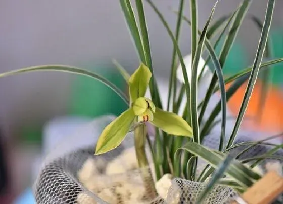植物常识问题|兰花怎么养护避免病害