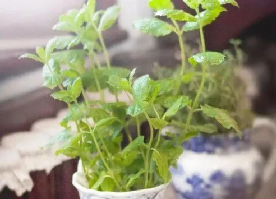 植物常识问题|薄荷的种植方法和种植时间