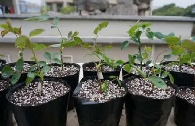 植物常识问题|月季花什么时候扦插好活（几月份扦插月季生根快成活率高）