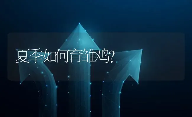 夏季如何育雏鸡? | 养殖问题解答