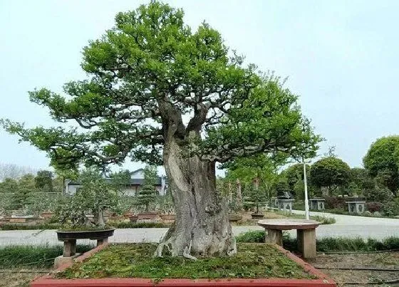 植物常识问题|白蜡树的特点和生活环境