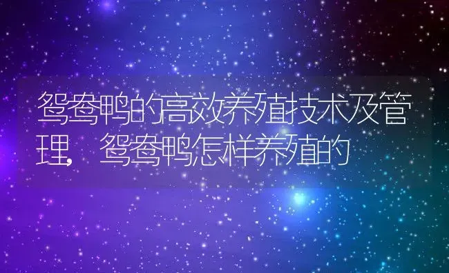 鸳鸯鸭的高效养殖技术及管理,鸳鸯鸭怎样养殖的 | 养殖常见问题