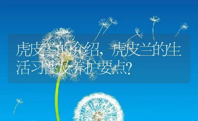 虎皮兰的介绍,虎皮兰的生活习性及养护要点？ | 养殖常见问题