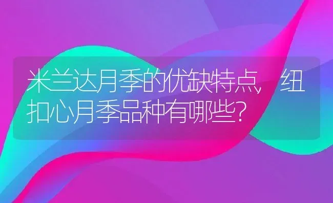 米兰达月季的优缺特点,纽扣心月季品种有哪些？ | 养殖常见问题