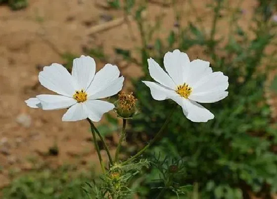 植物常识问题|波斯菊怎么种植方法