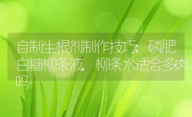 自制生根剂制作技巧:磷肥白糖柳条液,柳条水适合多肉吗 | 养殖常见问题