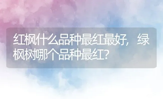 红枫什么品种最红最好,绿枫树哪个品种最红？ | 养殖常见问题