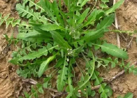 植物常识问题|马齿苋长什么样子图片 马齿苋有几个品种介绍