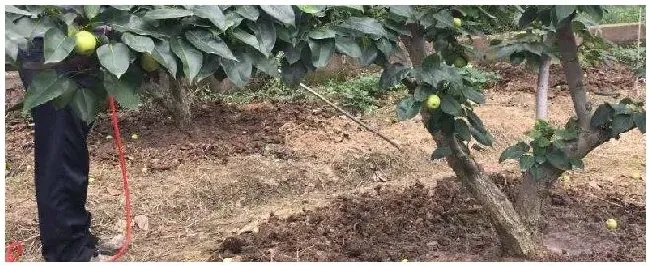 甲霜恶霉灵灌根用量 | 三农问答