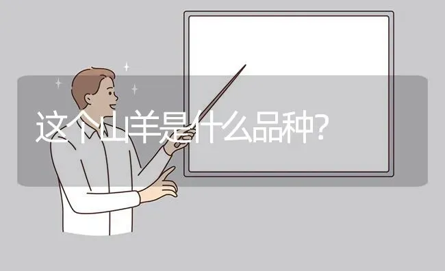 这个山羊是什么品种? | 养殖问题解答