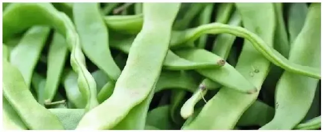 芸豆栽培技术要点附栽培管理技术 | 生活常识