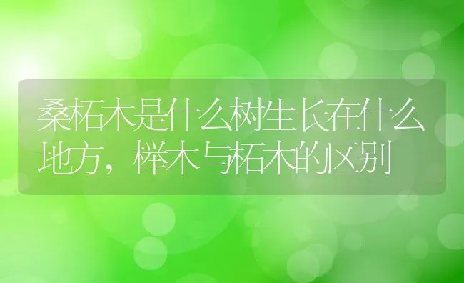 桑柘木是什么树生长在什么地方,榉木与柘木的区别 | 养殖常见问题