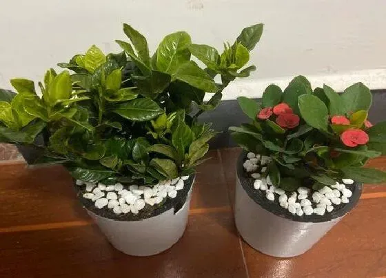 植物常识问题|夏天如何预防花卉出现枯萎病