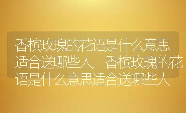 香槟玫瑰的花语是什么意思适合送哪些人,香槟玫瑰的花语是什么意思适合送哪些人 | 养殖常见问题