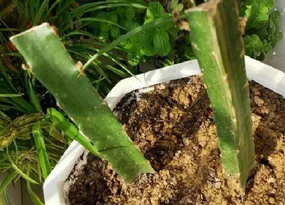 植物常识问题|火龙果嫁接的猴尾有哪些技巧