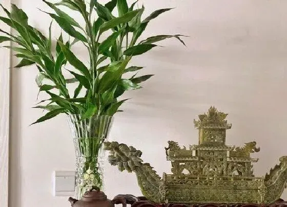 植物常识问题|富贵竹水培出现烂根现象的原因