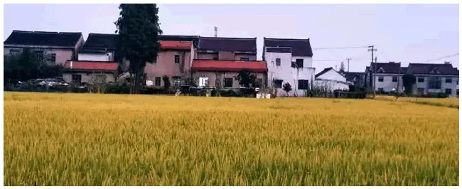 有机水稻的种植技术 | 农业答疑