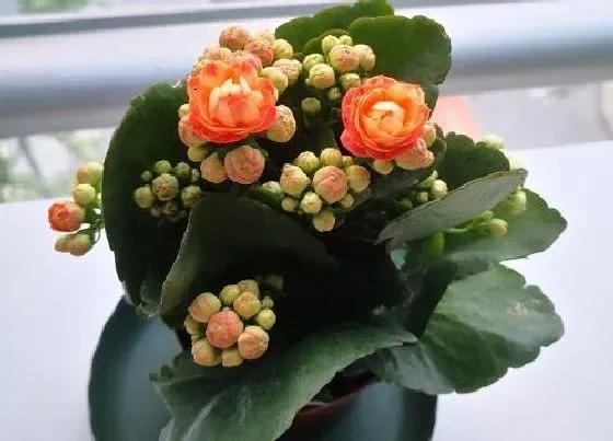 植物常识问题|如何让长寿花二次开花  如何养护修剪