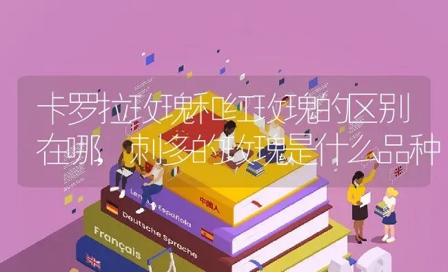 卡罗拉玫瑰和红玫瑰的区别在哪,刺多的玫瑰是什么品种 | 养殖常见问题