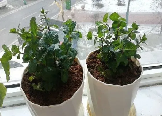 植物常识问题|薄荷的种植方法和种植时间