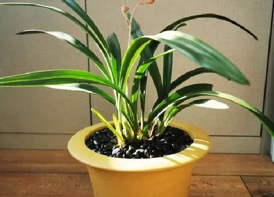 植物常识问题|兰花光照少和光照多的区别