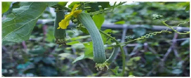 丝瓜催芽方法 | 生活常识